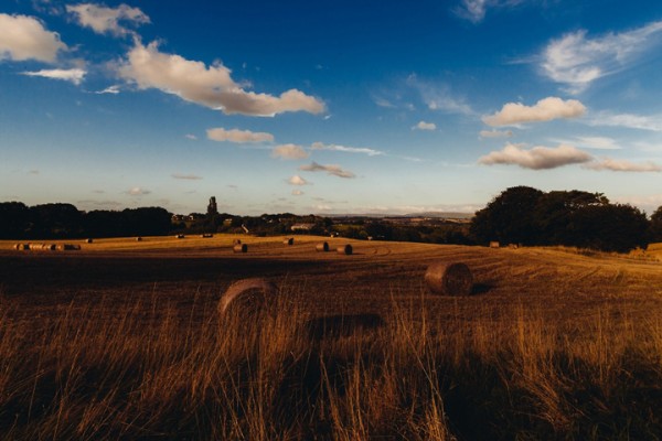 hay fields flwqqr