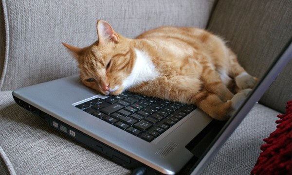 save laptop from pets